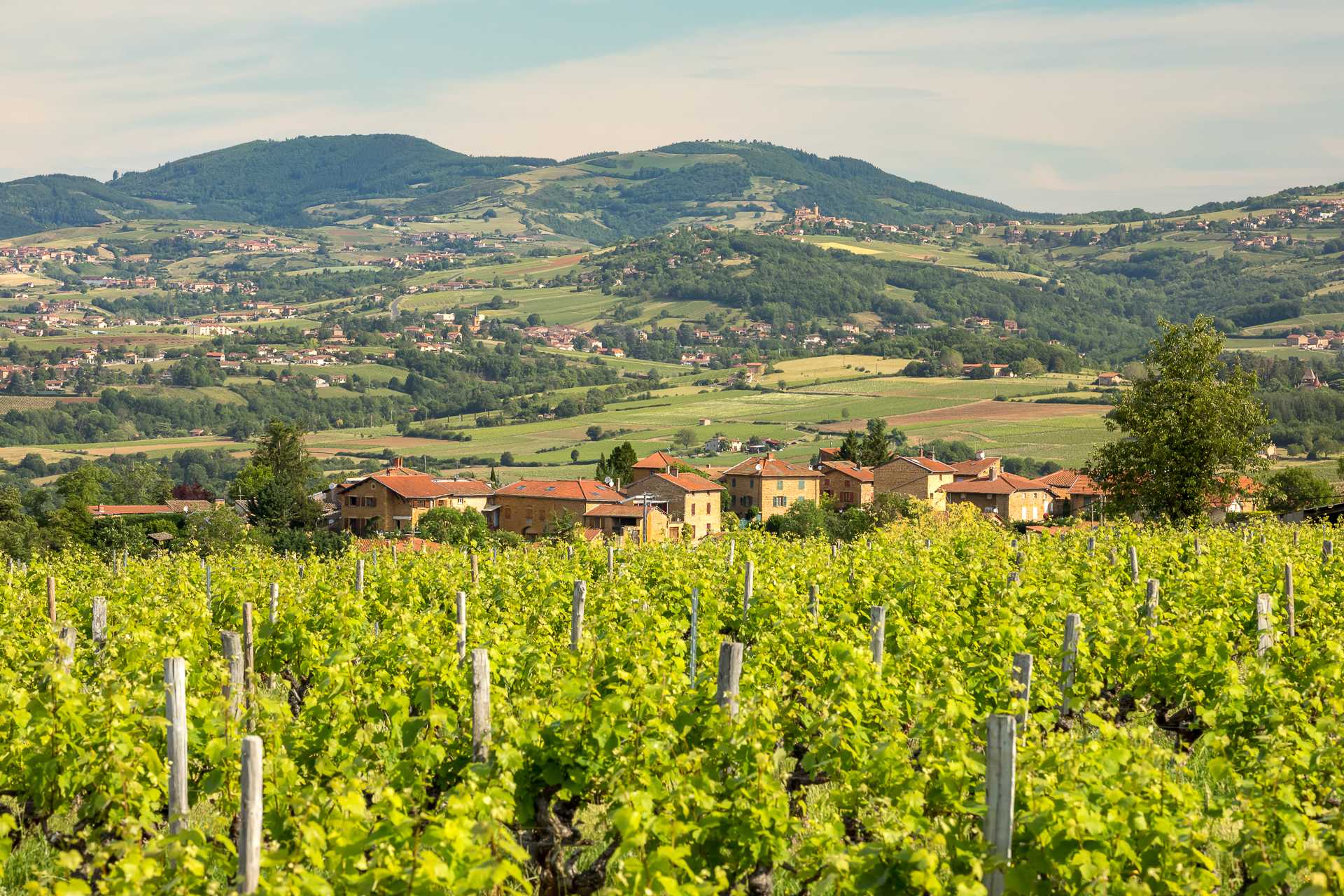 Beaujolais Beaujolais