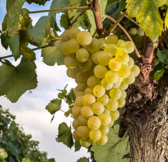 Chardonnay