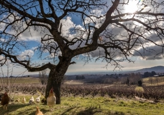 Le vignoble du Beaujolais, engagé dans les démarches environnementales