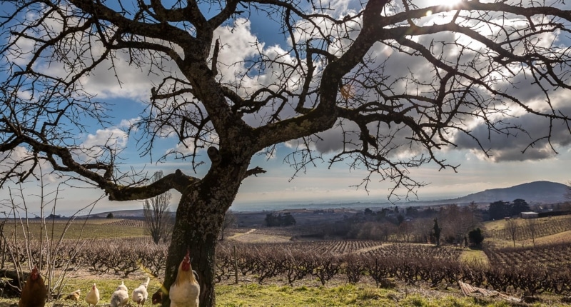 Le vignoble du Beaujolais, engagé dans les démarches environnementales