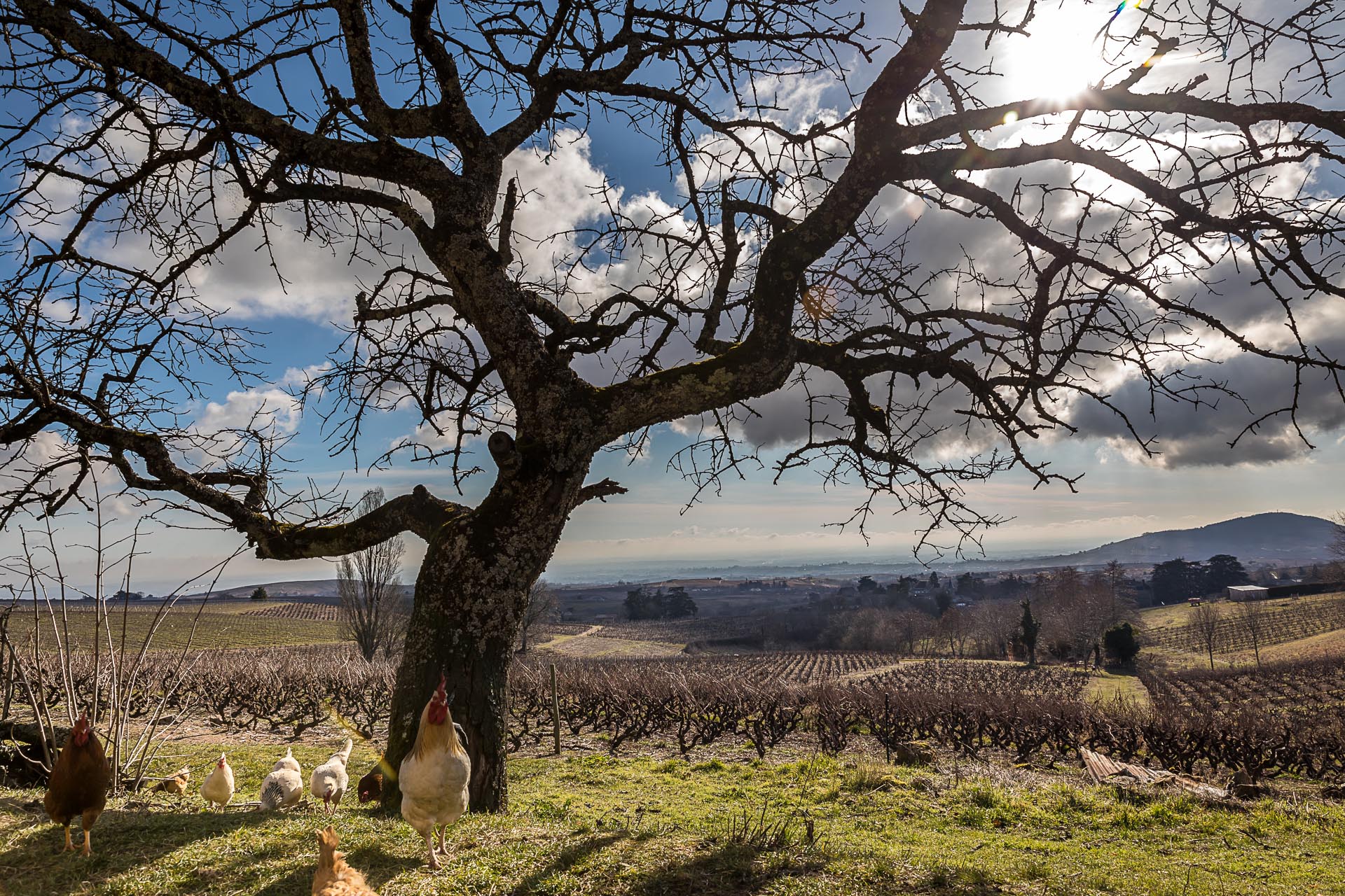 The Beaujolais vineyard: committed to environmental initiatives
