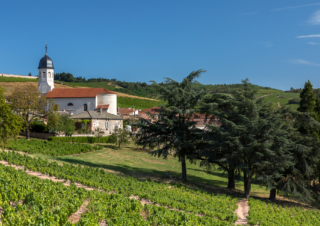 Heroic Beaujolais vines!