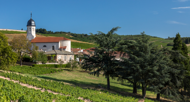 Heroic Beaujolais vines!