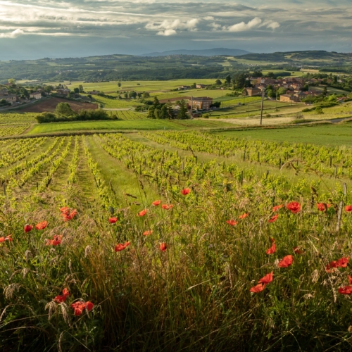 15 good reasons to visit the Beaujolais region