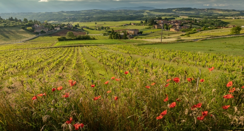 15 bonnes raisons d’aller dans le Beaujolais