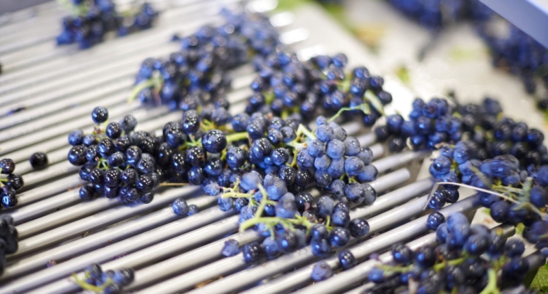 Beaujolais vinification: a process like no other