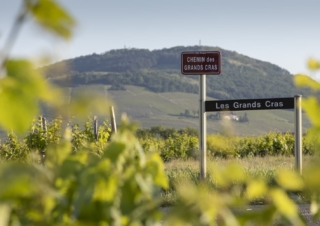 Beaujolais, accessible wines