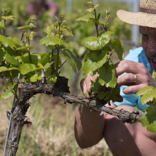 Travaux du vigneron