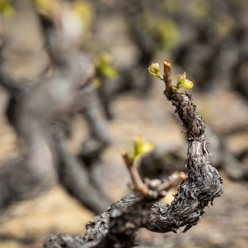 Vine Growing Cycle