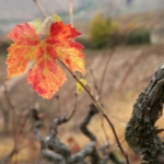 chute feuille vigne beaujolais