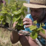 ebourgeonage-beaujolais