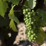 Fermeture de la grappe beaujolais