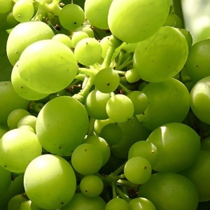 Petit pois beaujolais