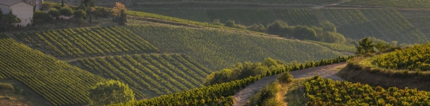 Pur terroir
