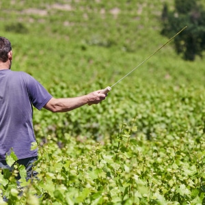 Travail de la vigne de printemps