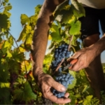 vendanges-beaujolais