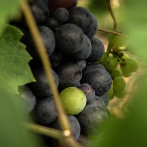 véraison beaujolais