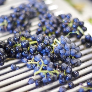 vinification-beaujolaise