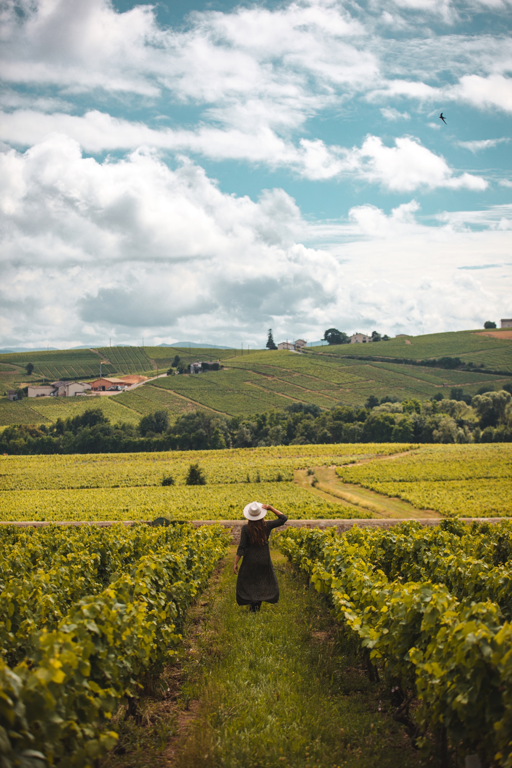 Oenotoursime dans les vignes des crus du Beaujolais