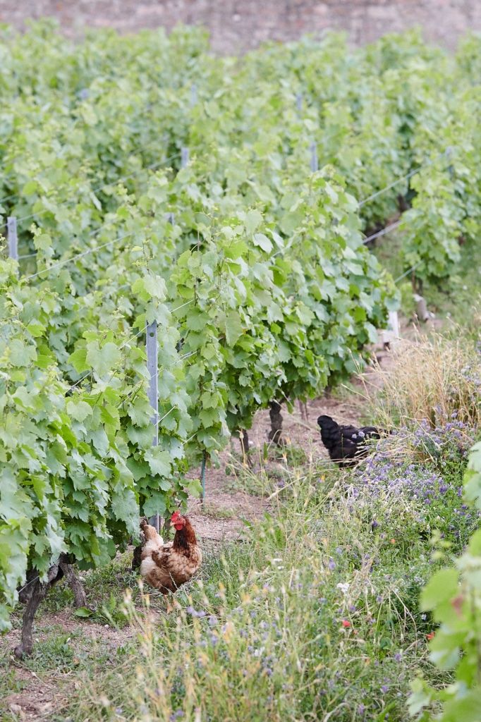 Visite d'un domaine en agriculture biologique