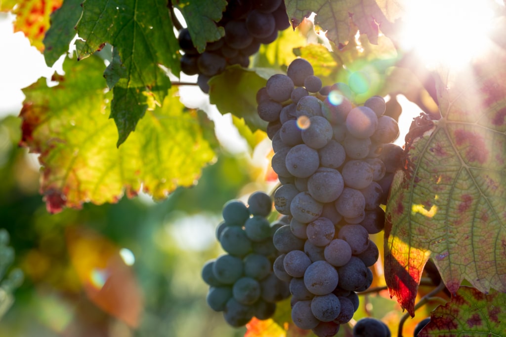 Gamay en été