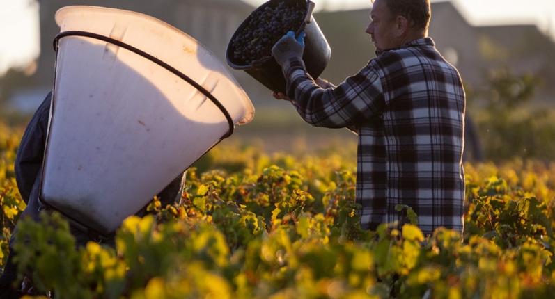 En Beaujolais, début des vendanges le vendredi 1er septembre