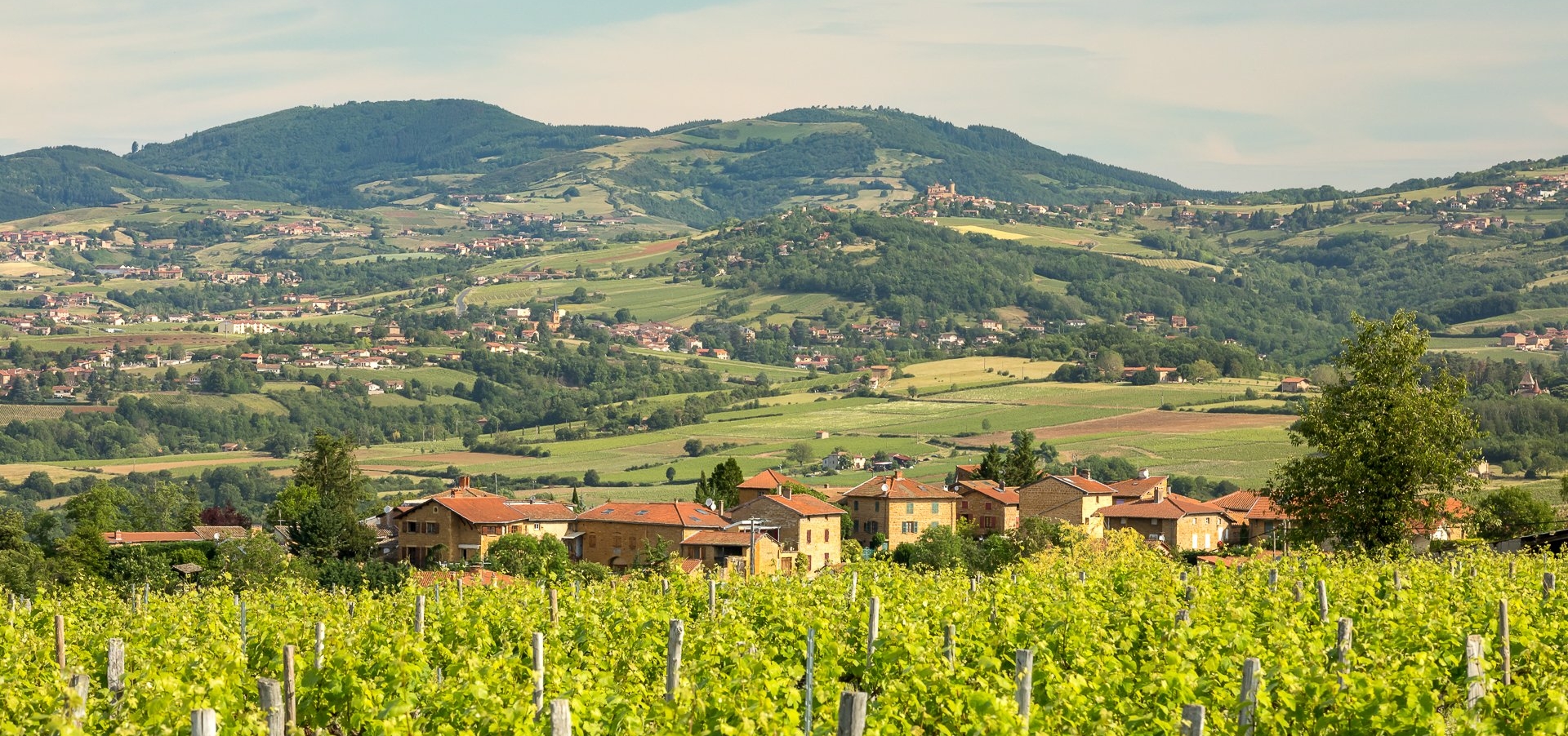 Paysage du Beaujolais Pierres dorées