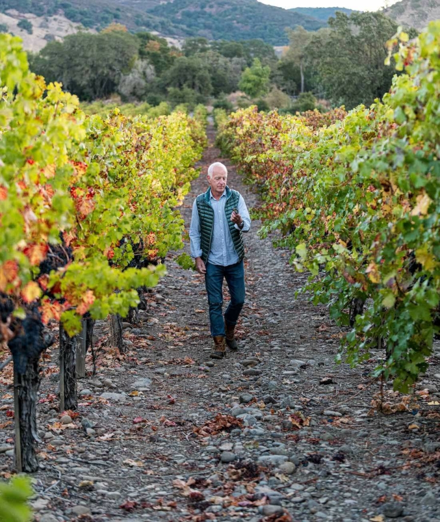 Vignes en Beaujolais - Jonathan Pey