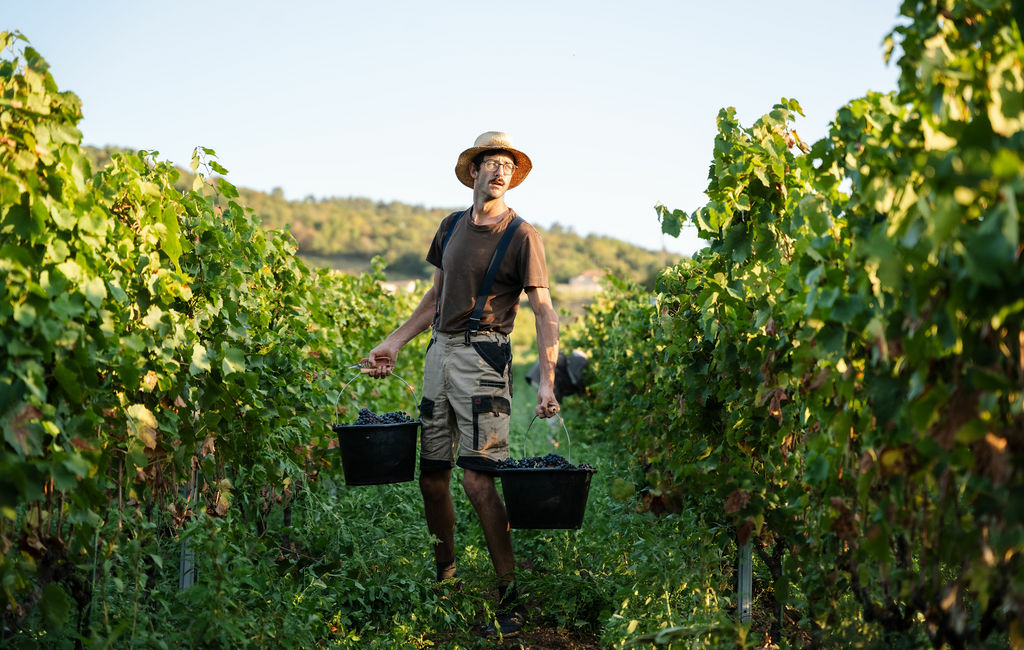 Devenir vigneron en Beaujolais : le déclic de Bruno-Marie Mauviel