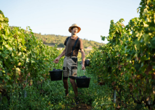 Devenir vigneron en Beaujolais : le déclic de Bruno-Marie Mauviel